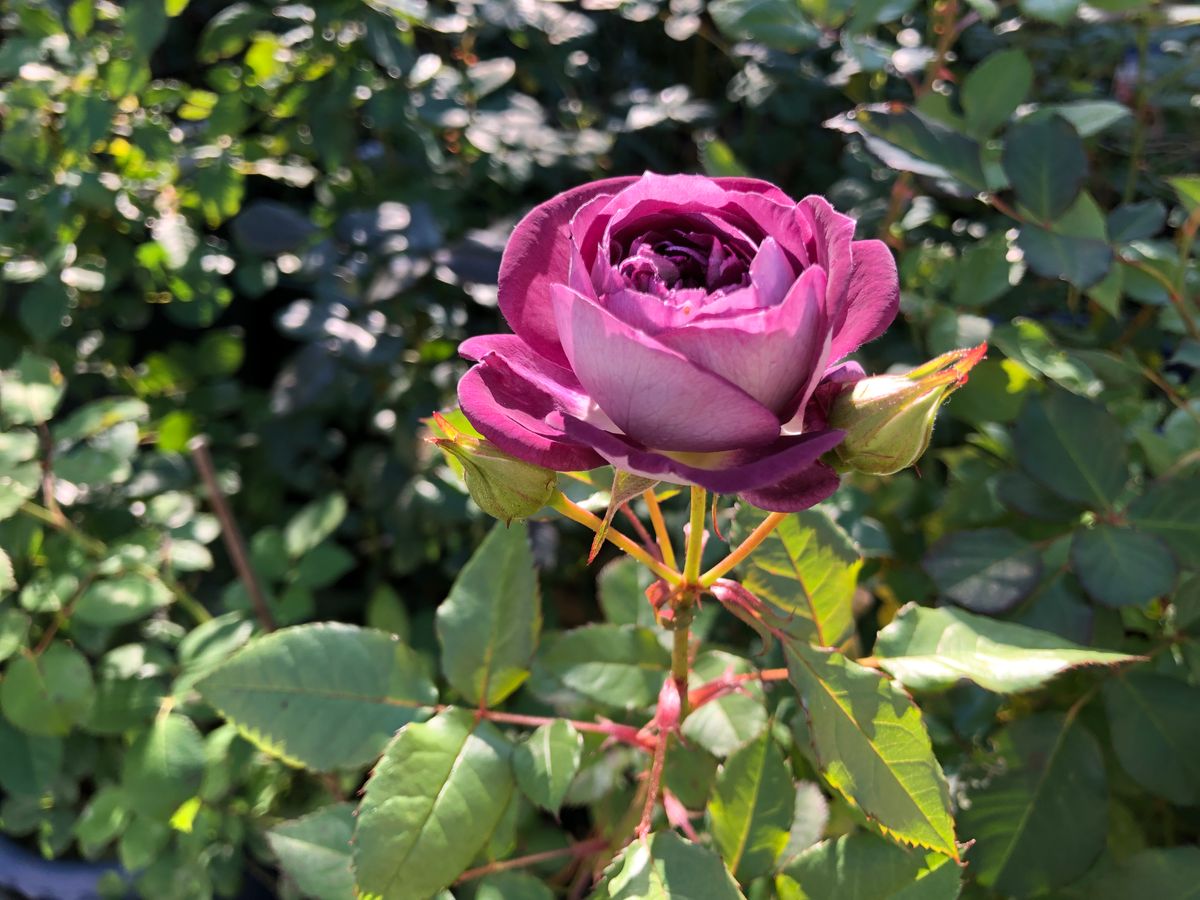 両側の蕾のせいですね これ以上開きません 明日 真ん中摘んで 花瓶に挿そう