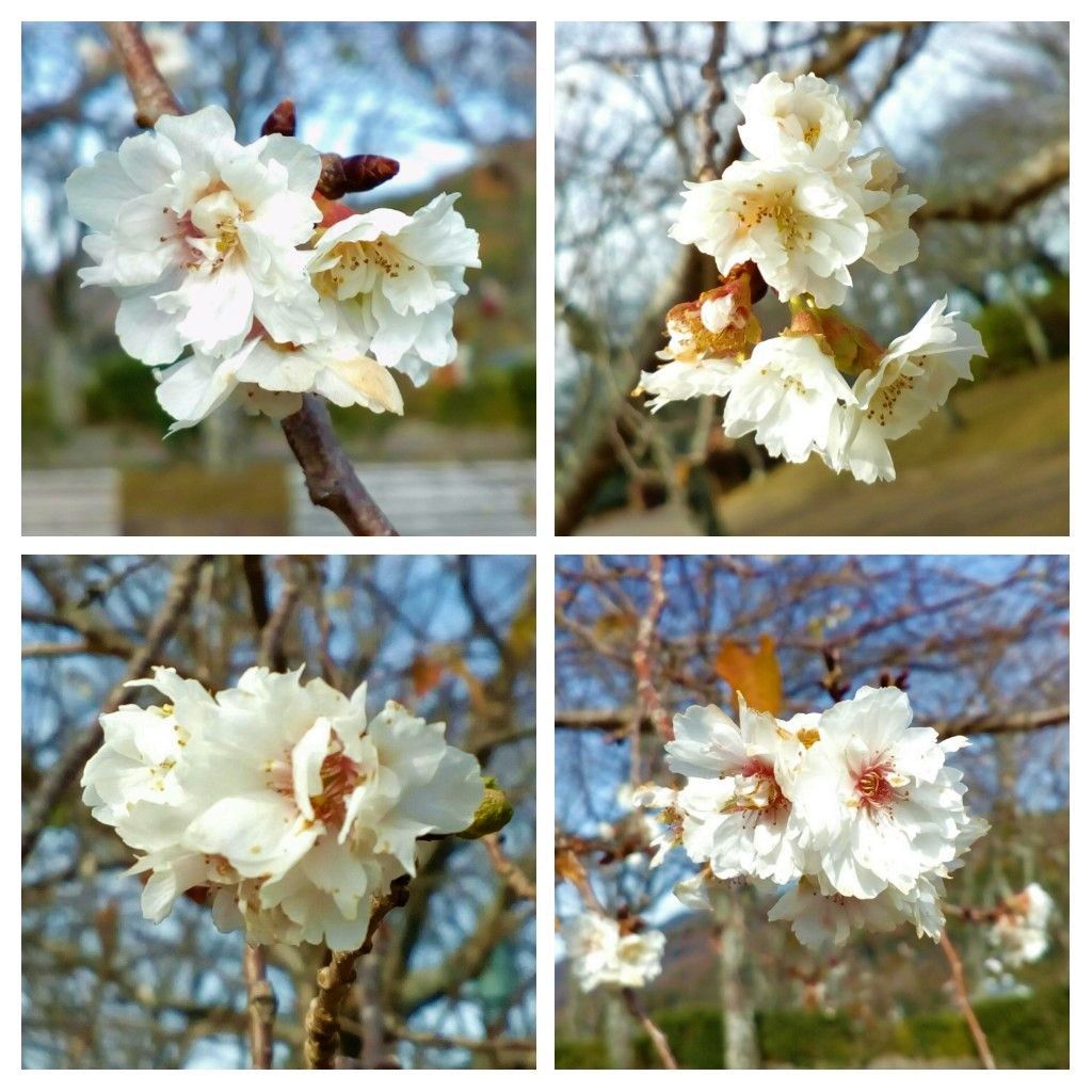 冬晴れの中、元気に開花中です🌸😂１２月１８日、１３時台に撮影  桜からパワーを貰いま