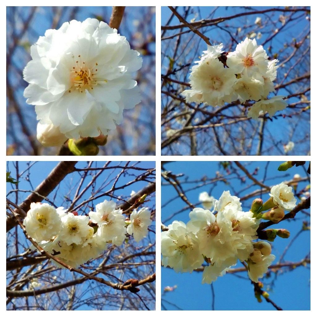 一旦は開花休止中でしたが、またまた開花し始めました😂３月１５日撮影  桜からパワー