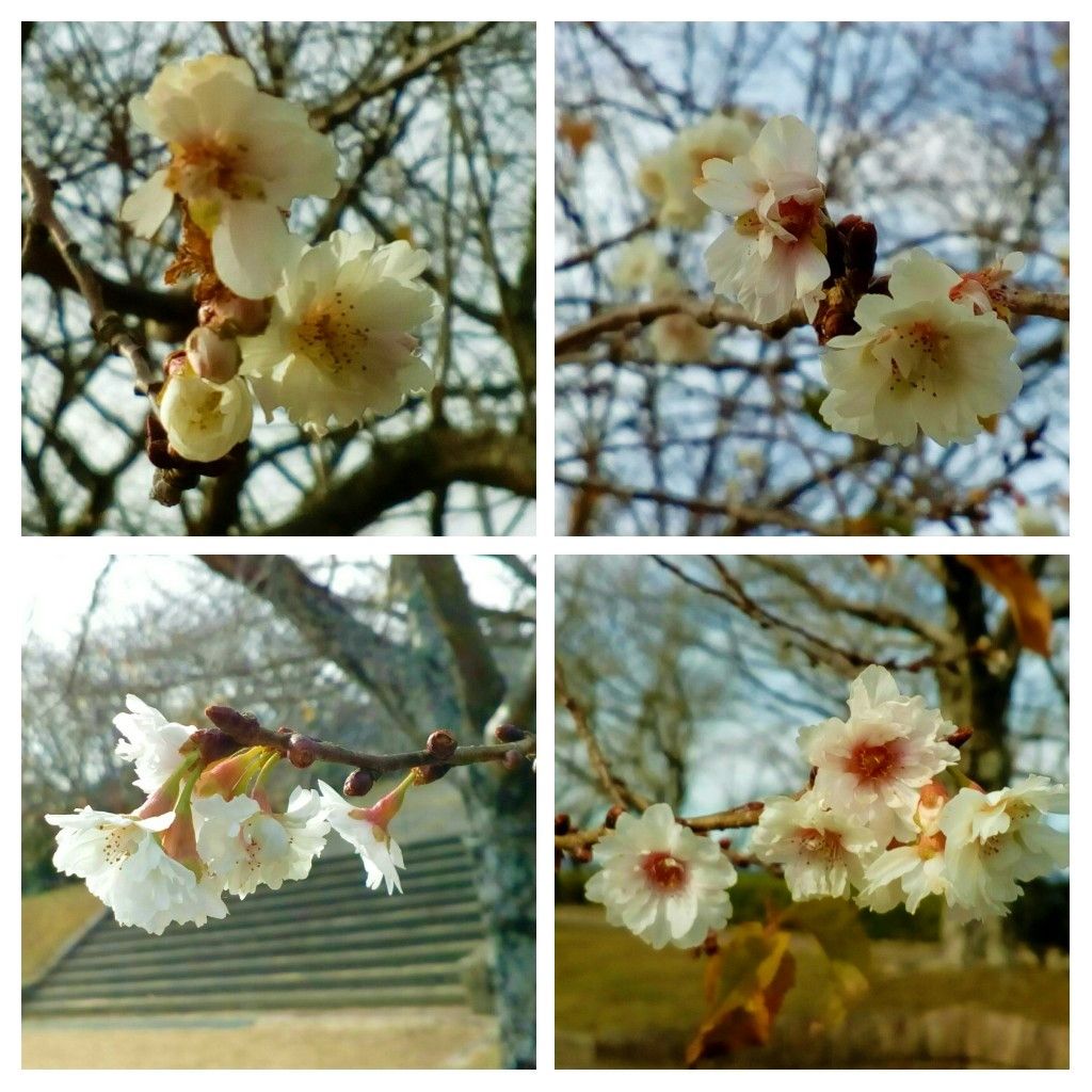 冬晴れの中、元気に開花中です🌸😂１２月１８日、１３時台に撮影  桜からパワーを貰いま