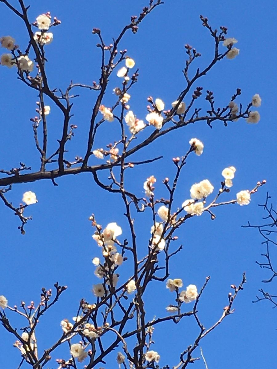 白梅と青空