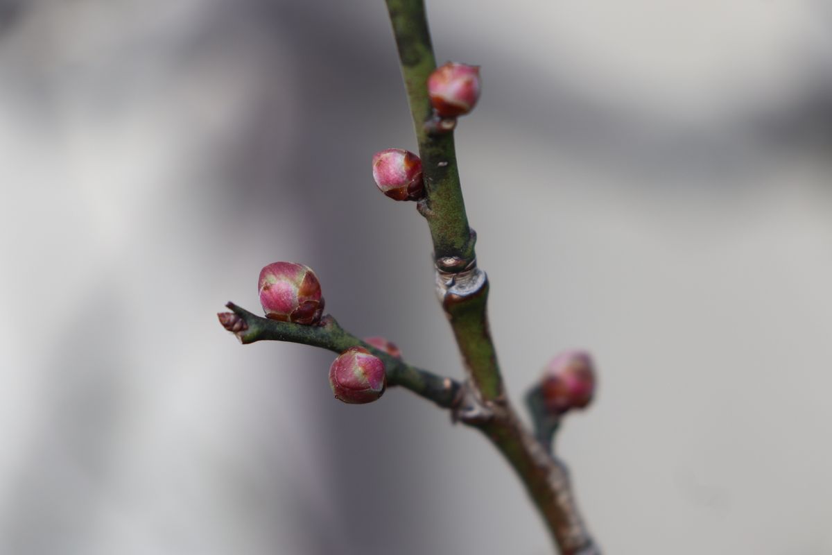 1月19日(火)梅庭木