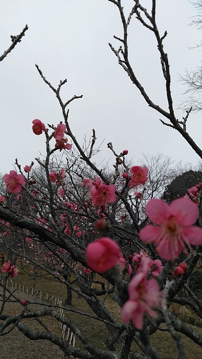 梅の花がきれいに咲いていました。 梅や桜は品種ごとに粋な名前が付いていて、品種名