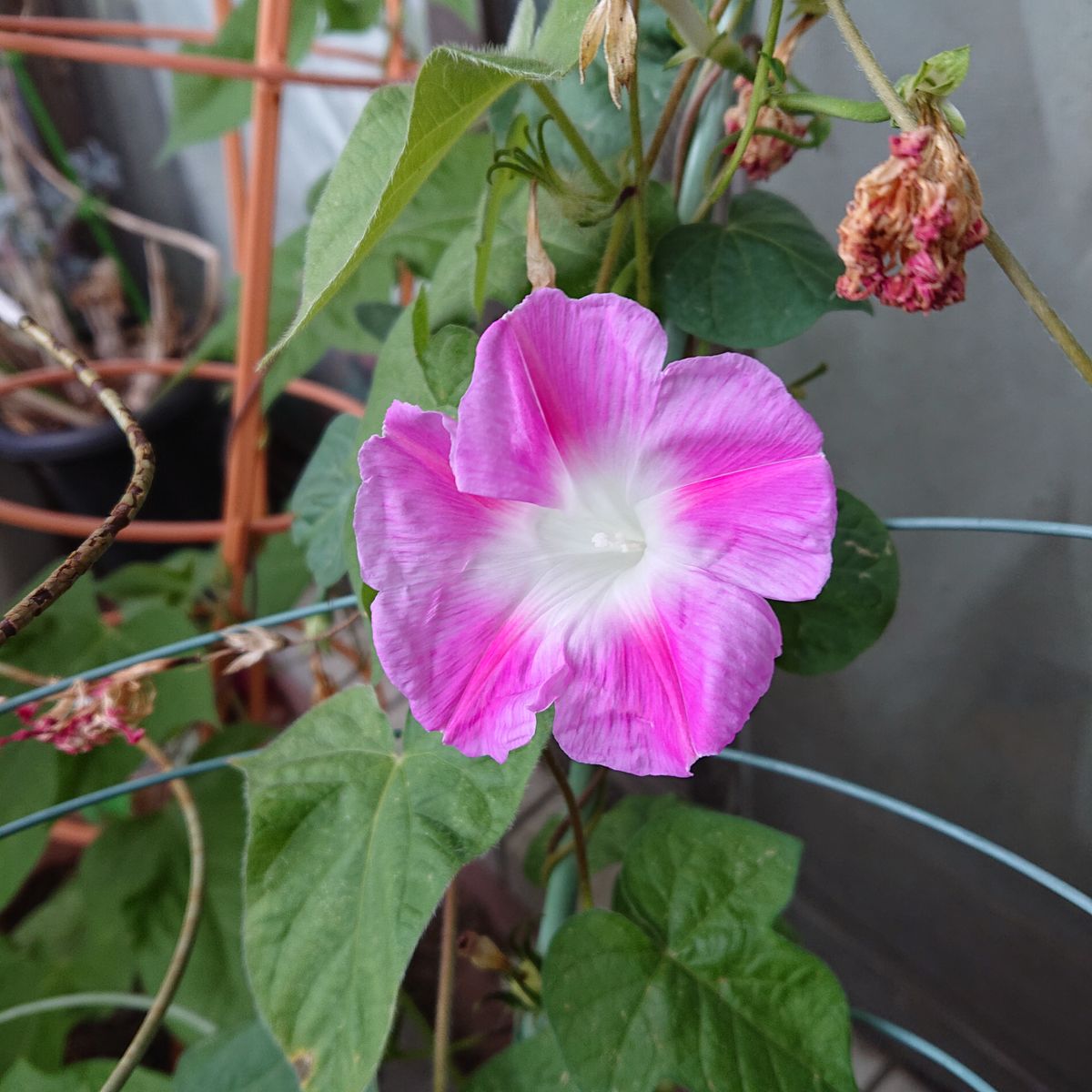 2021年6月23日(水)、今日の花。スプリットペタル先祖返りバージョン。