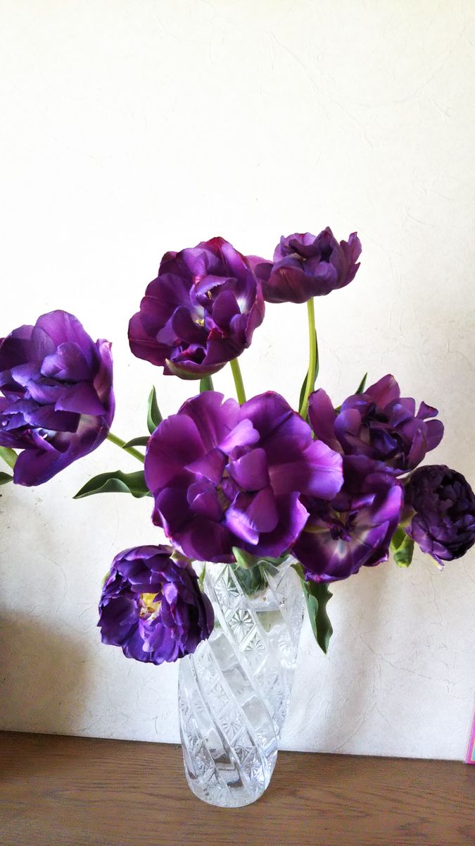 チューリップ🌷 満開🌷 庭から花瓶に生けて５日目  薔薇のよう✨