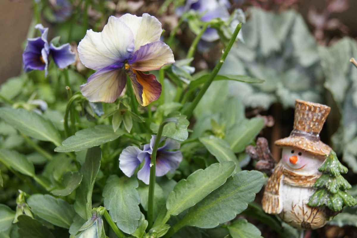 🏠昨日の庭から・・・🌺 寄せ植えのビオラ『ヌーベルヴォーグ』と⛄