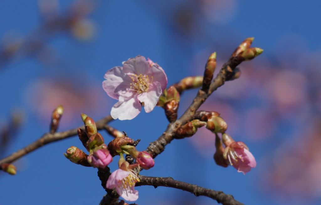 早咲き桜の開花