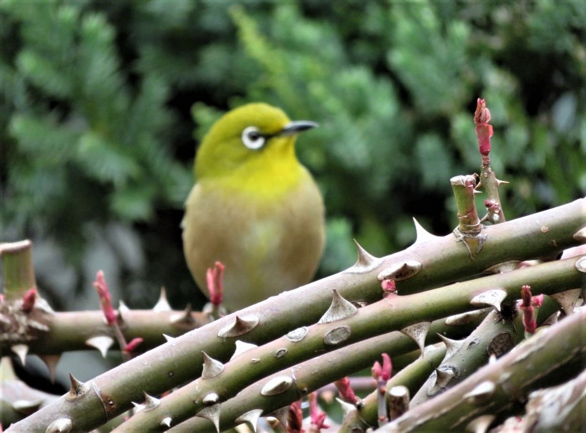 2021/02/28今年最後の🐦メジロと🐦ヒヨドリくん   今年最後の🐦メジロと🐦ヒヨドリくん   