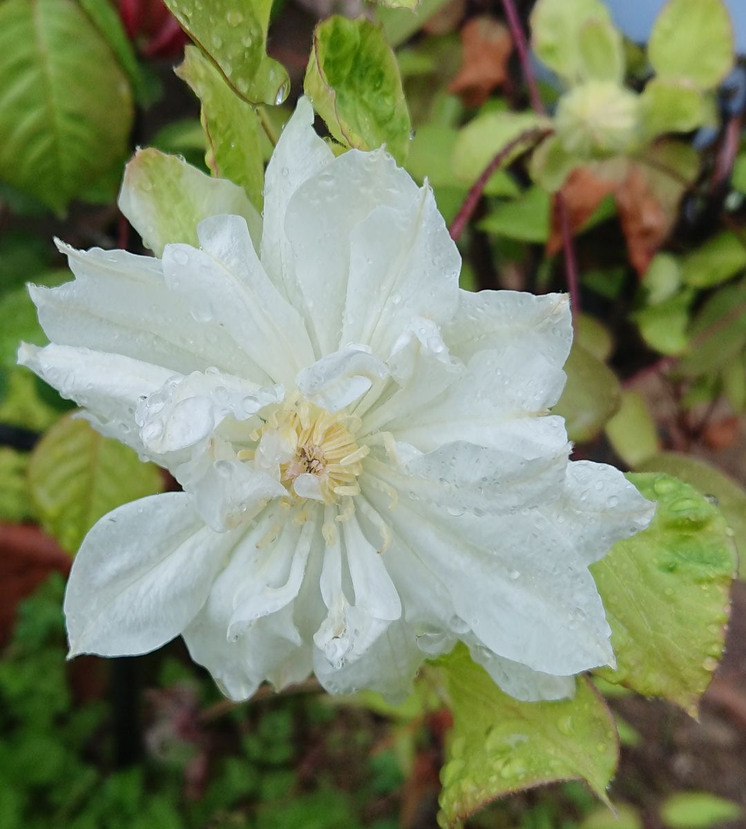 雨の日に開花🌧️