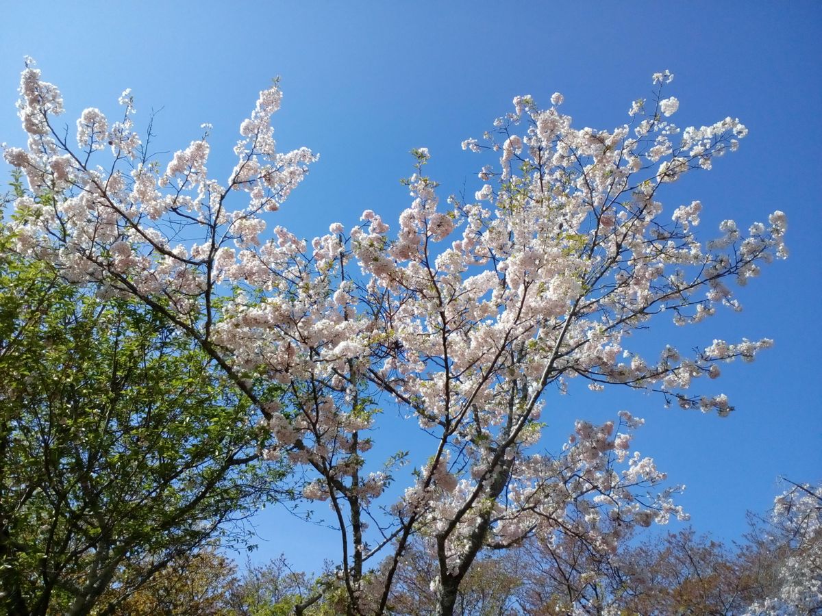 サクラの写真 by トム・マグノリア 入り口から少し入った場所に咲く『思川（オモイガ