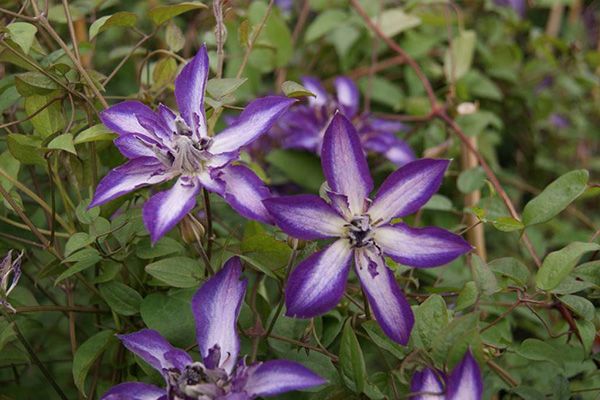 【「小輪ベル型」か「大輪咲き」か、あなたのお好みは!?～2019年「春の花々とクレマチ