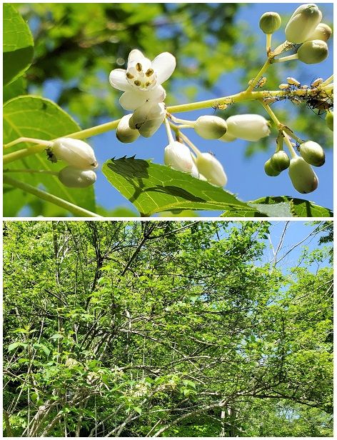 落葉低木『ミツバウツギ』ウツギの仲間が花開きだしました。 花弁・萼(各5枚)白くよく