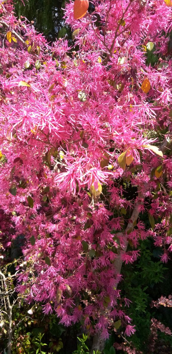 まんさくの花