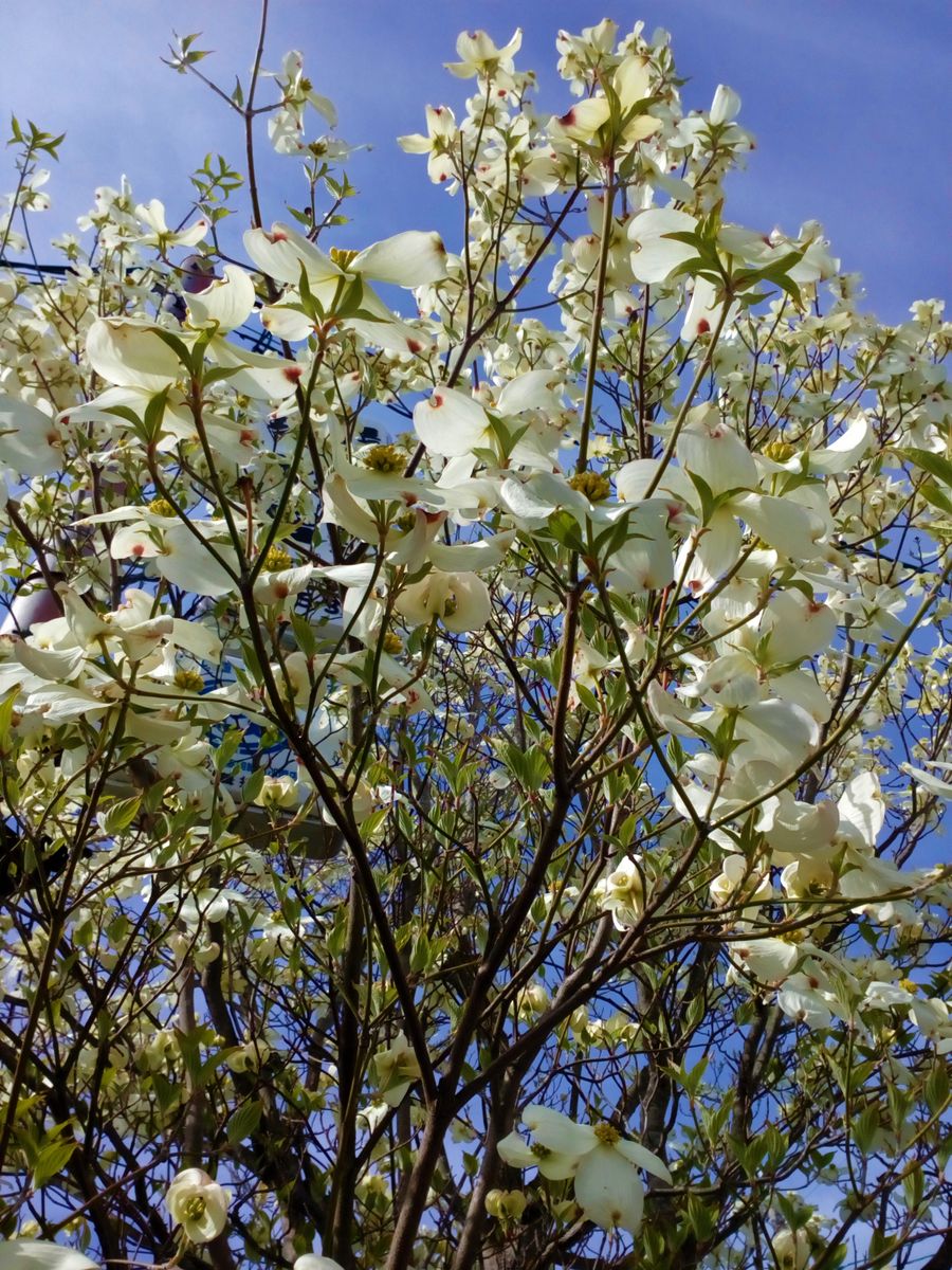 ハナミズキの写真 by トム・マグノリア 住宅街の道沿いに咲く白い『ハナミズキ』😄  花