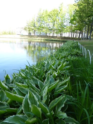 水鏡の周りのホスタ。 ここは軽井沢？いえいえ、納豆のまち水戸なのです～