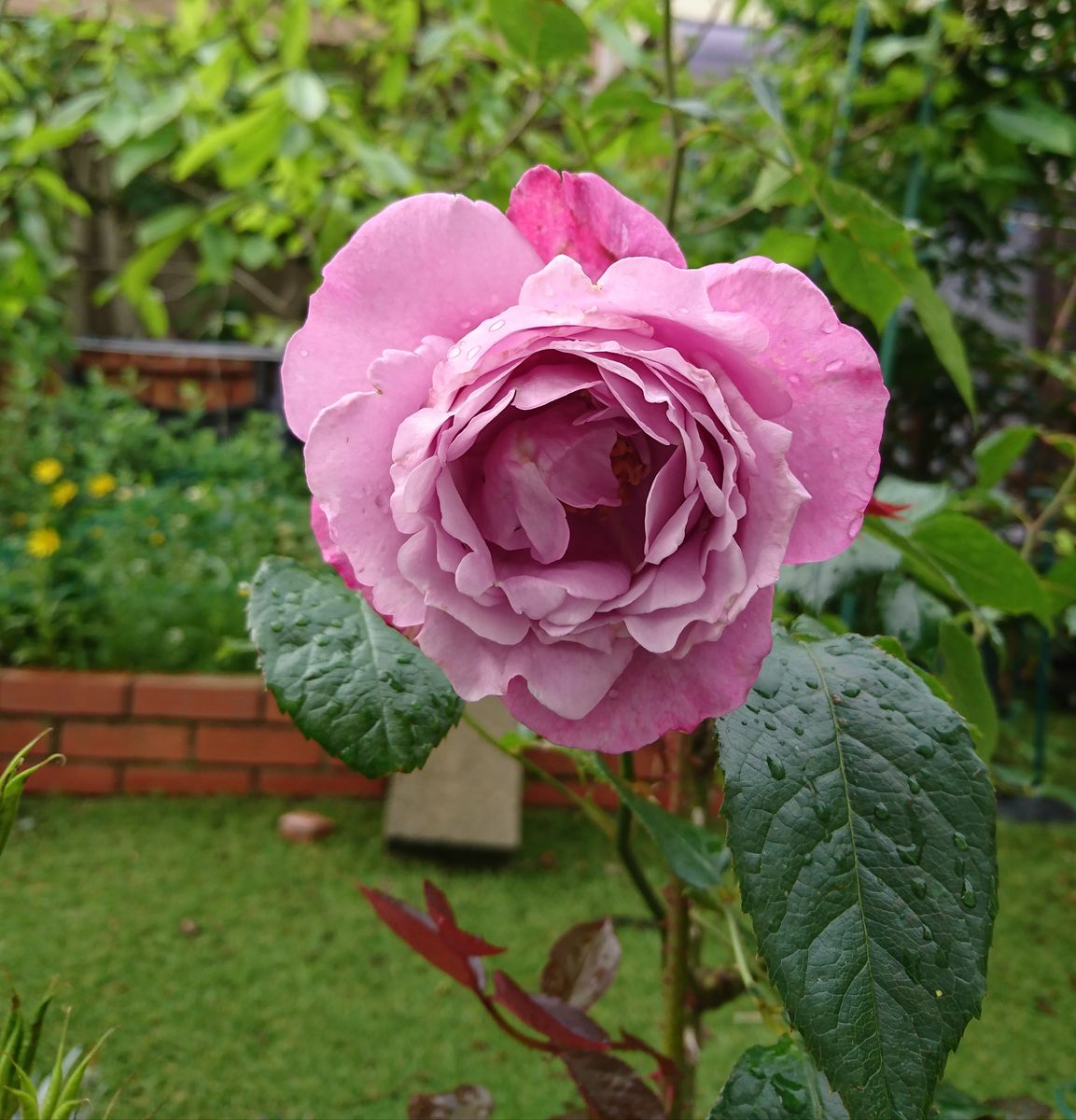 ブルーリバー。 雨でなかったらいいのに。