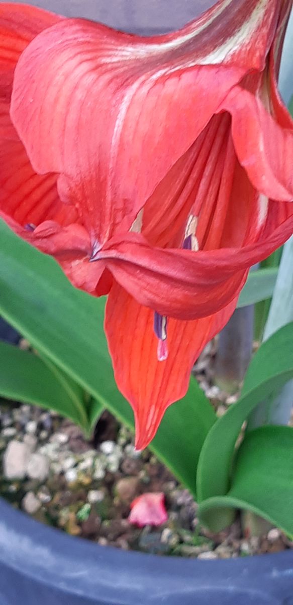 アマリリス  開花目前