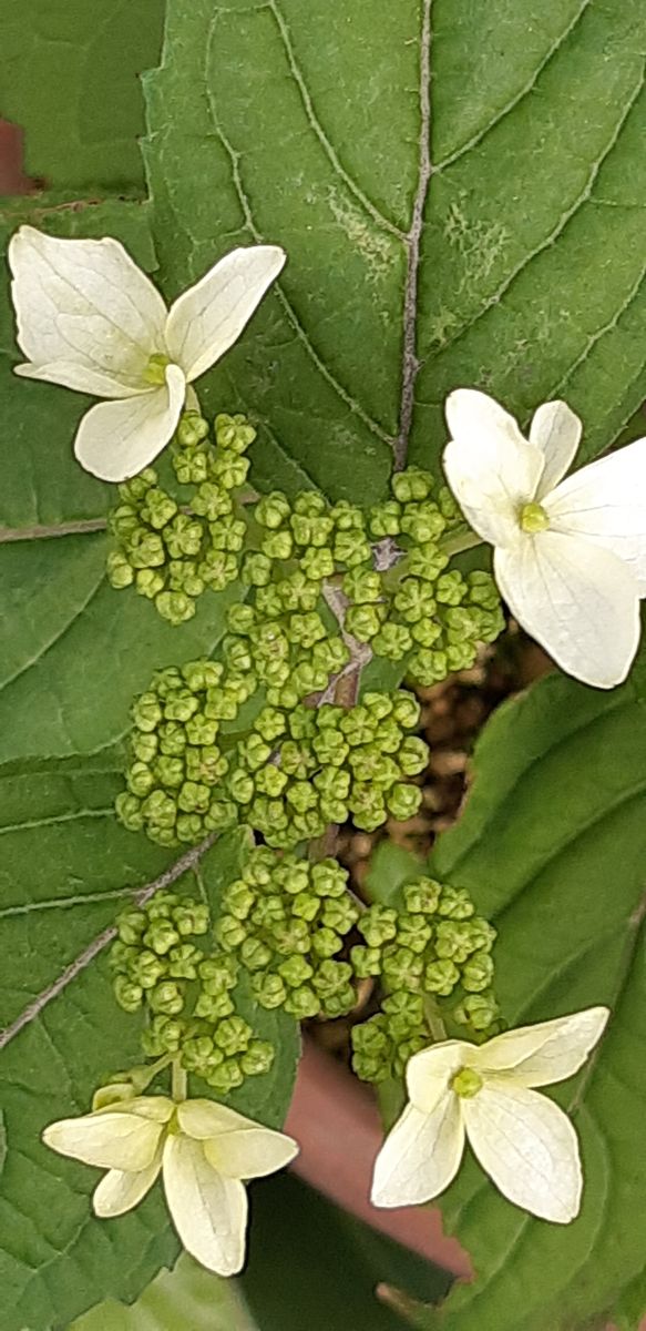 ヤマアジサイ 植替え後開花