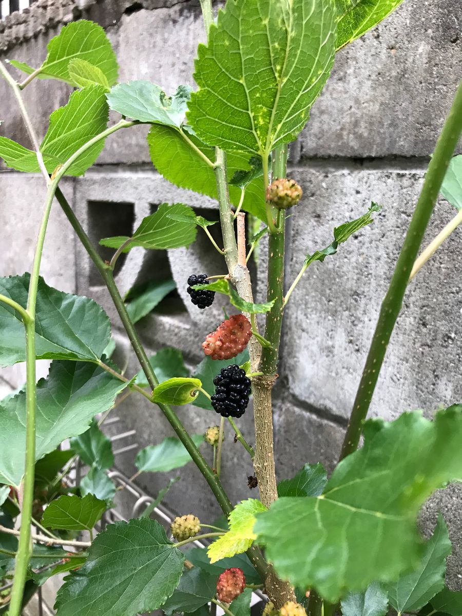 マルベリーが熟しました！早速３つほど味見。甘〜い🎊🎊沢山実がついているから今後バク