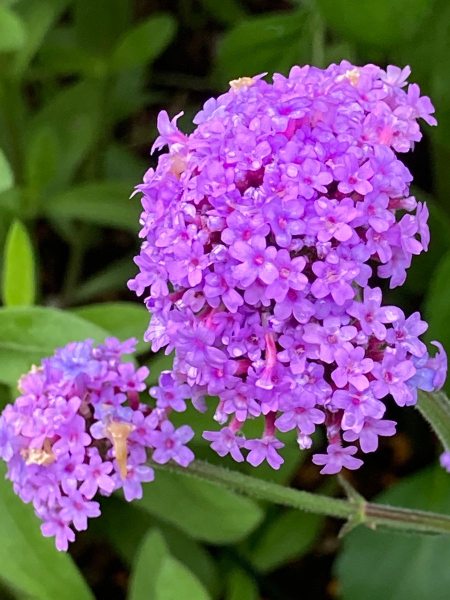 バーベナ・ボナリエンシス  #Verbena bonariensis