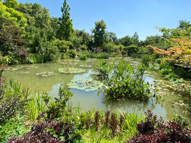 ハスの写真 by マナ 浜名湖ガーデンパーク【モネの池】にて❣️  2021年6月10日  モネの