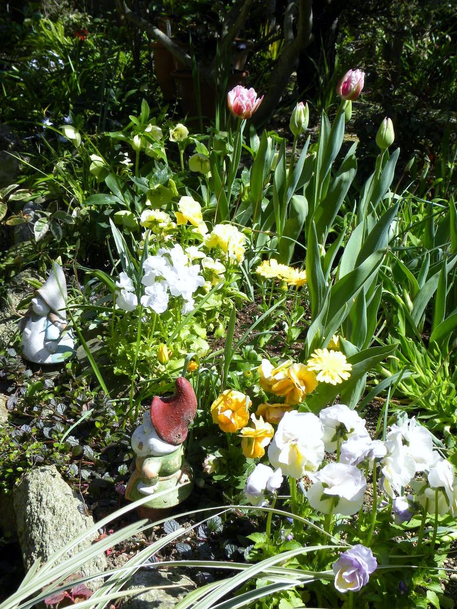 3月24日の縁側前の花壇、すっかり春チューリップも開花