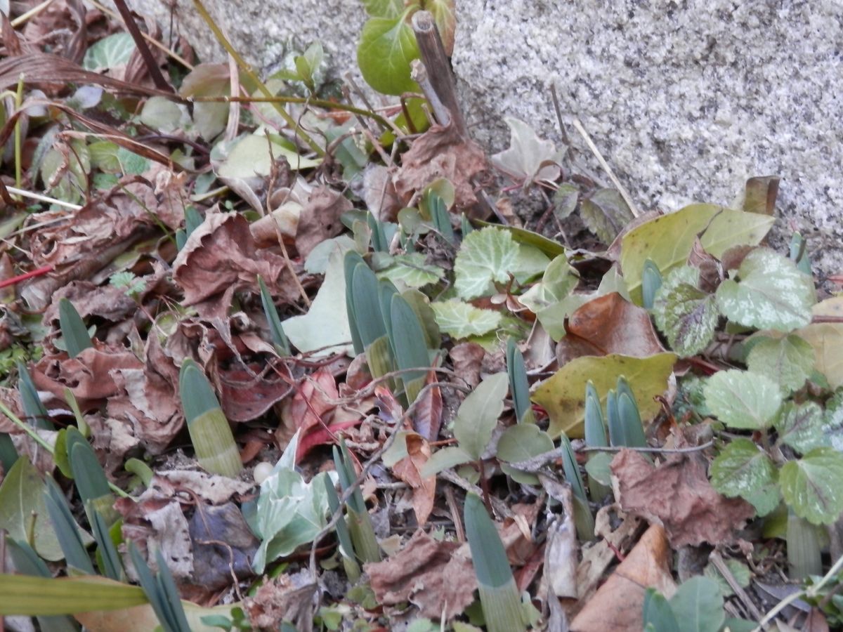 年が明け、２０１８年２月４日。 厳しい寒さの中で石垣際の水仙は、健気にも生長し始
