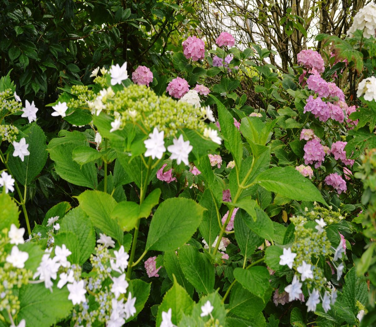 2015-06-11 前庭の紫陽花