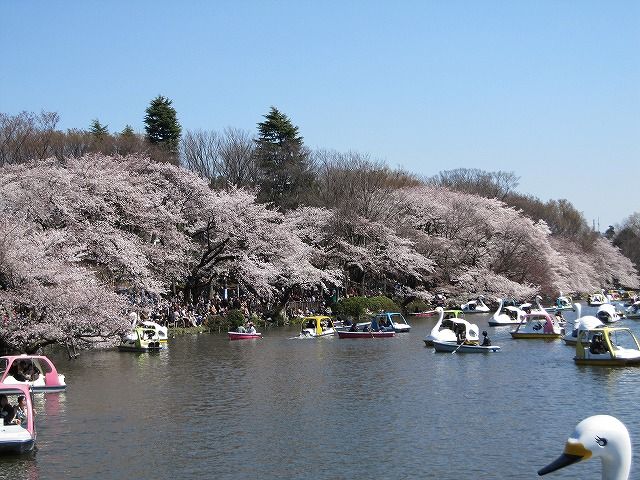 井の頭池