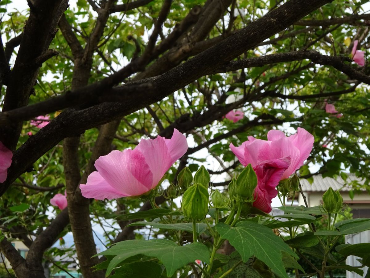 この花が咲くと、もう秋だな❢