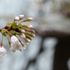 季節を彩る植物たち