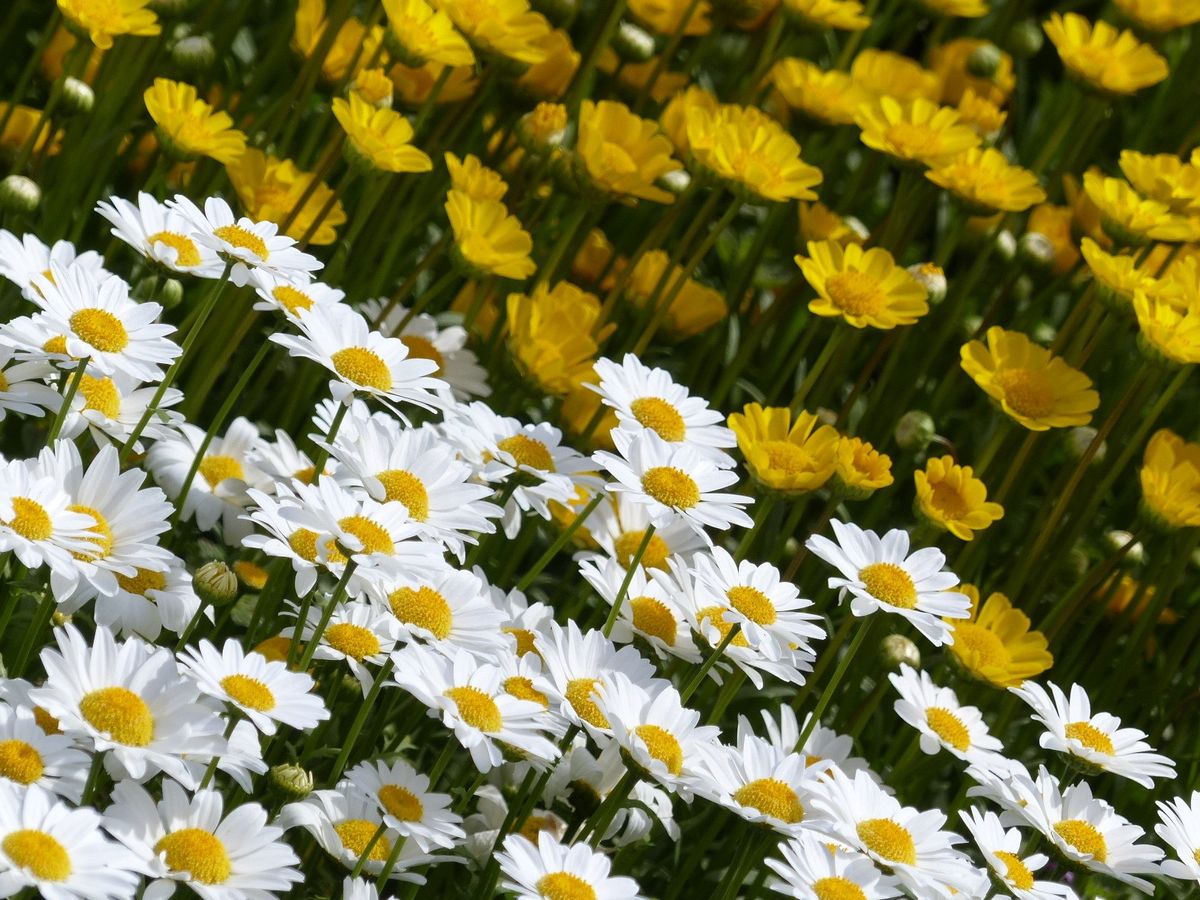 四季の風景写真「はる」 photo@ma  新潟市内の公園 #花 #散歩 #ガーデニング #公園