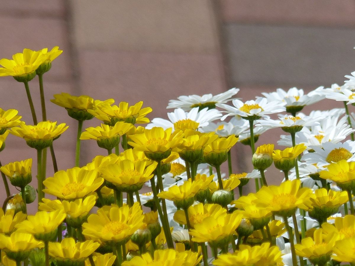 四季の風景写真「はる」 photo@ma  新潟市内の公園 #花 #散歩 #ガーデニング #公園