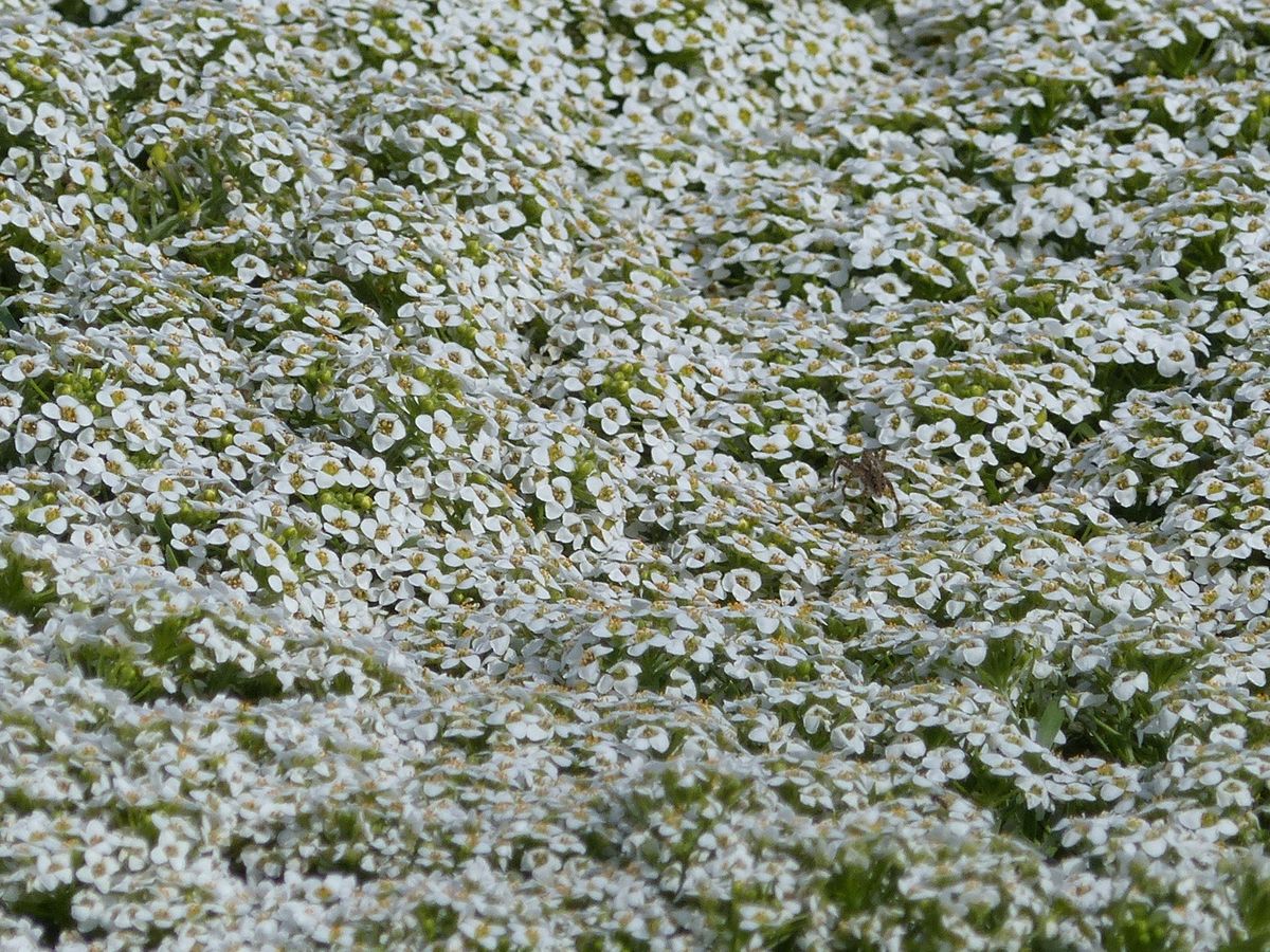 四季の風景写真「はる」 photo@ma  新潟市内の公園 #花 #散歩 #ガーデニング #公園