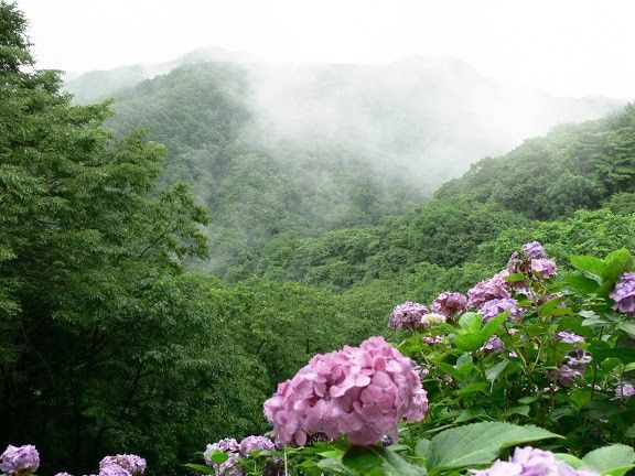 四季の風景写真「なつ」 photo@ma  #花 #散歩 #自然 #公園 #植物園 #風景 #新潟 #植物