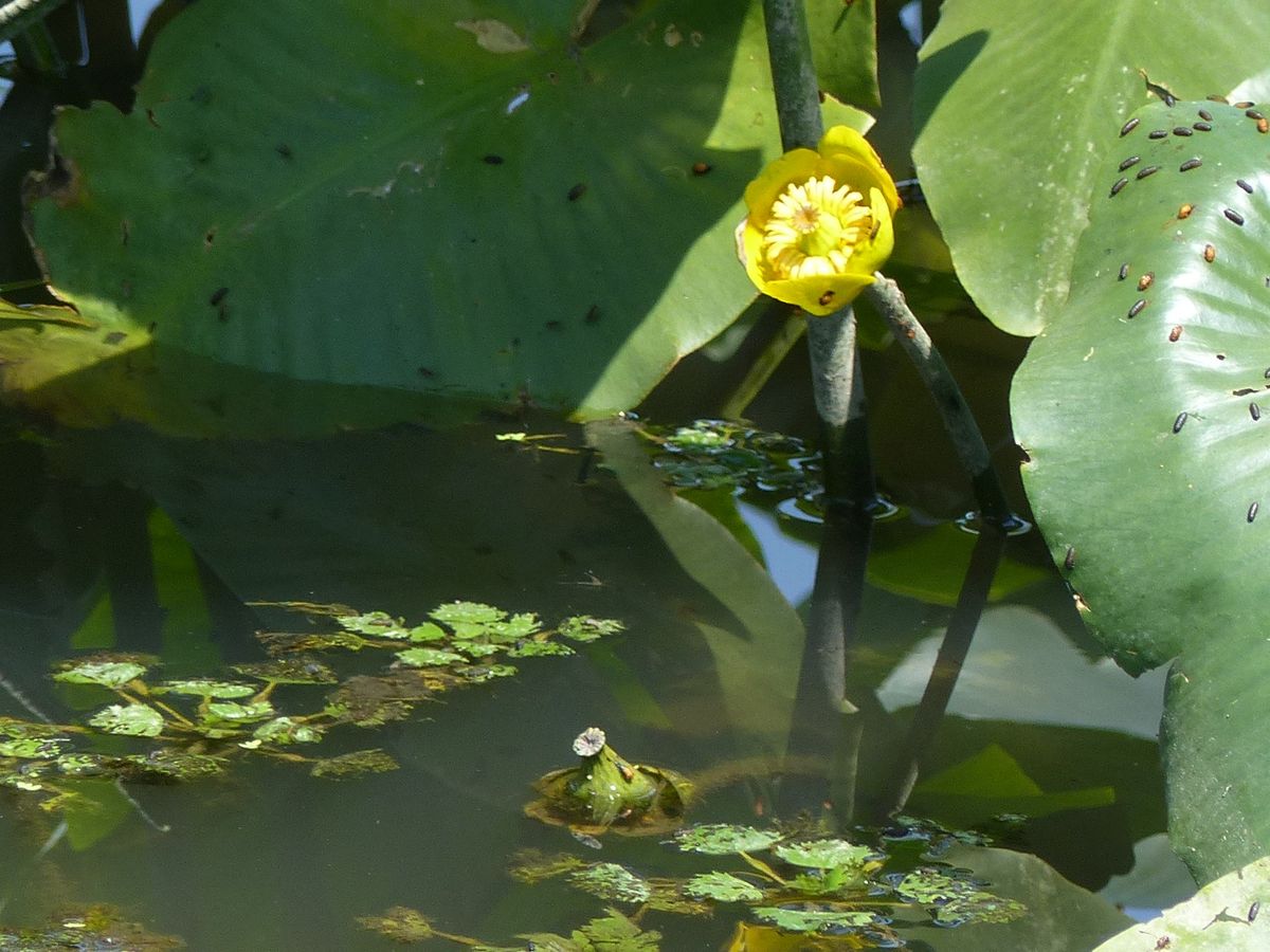 コウホネの花