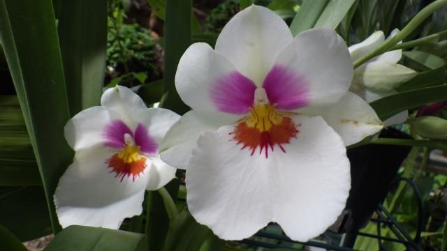 Mps.White　Summer　‘Angel　Heart’