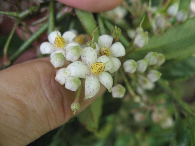 万両の花