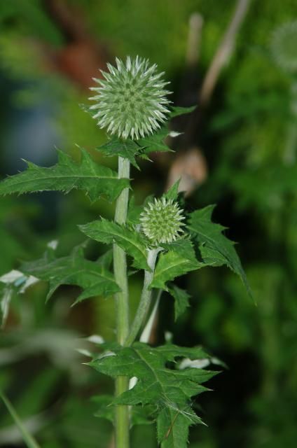 もう少しで開花です