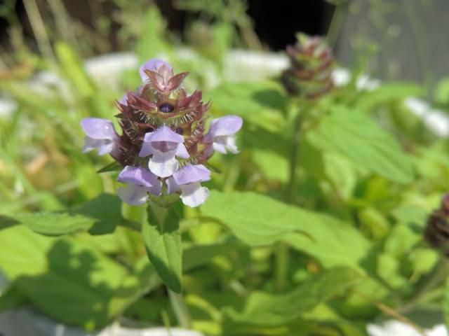 野草の花７３