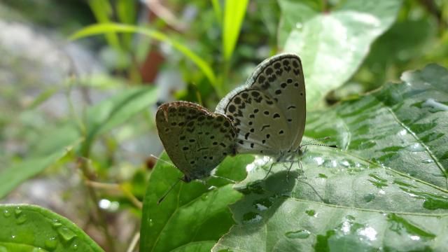 我が家の庭から　昆虫編