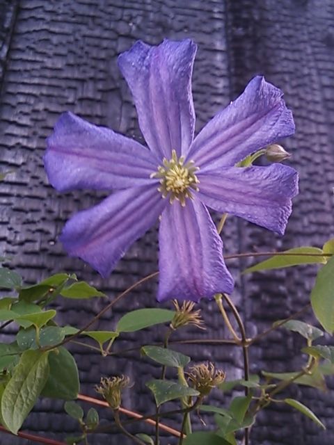 今日の花