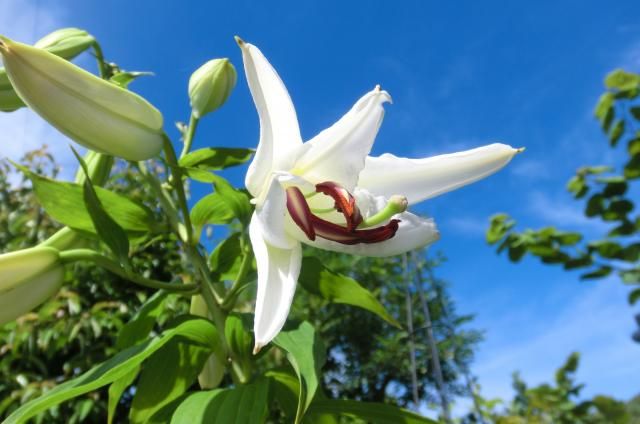 紅蜀葵とカサブランカ