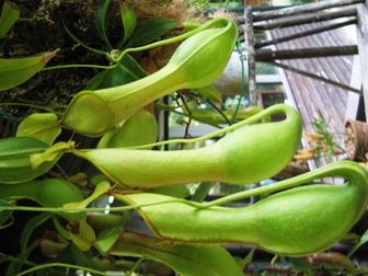 食虫植物展に注目～！②