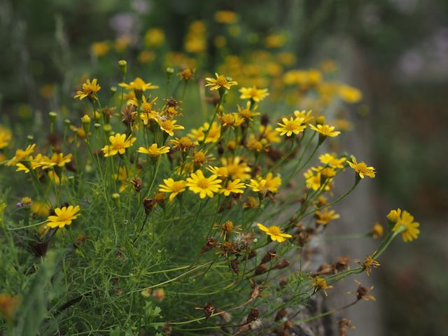 夏の黄色い花