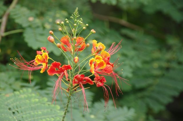 とちぎ花センター1