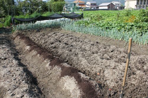 アガパンサスの引っ越し