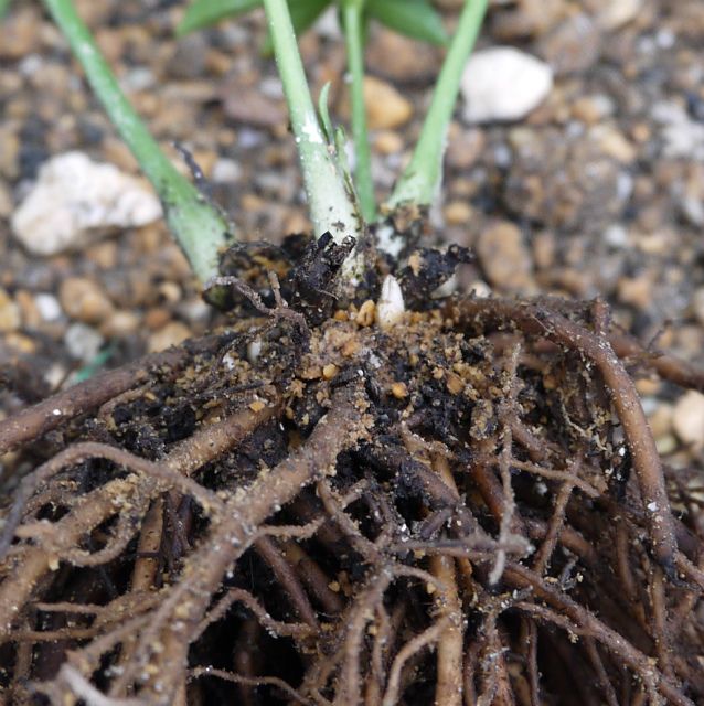 親株候補生の植え替え開始③