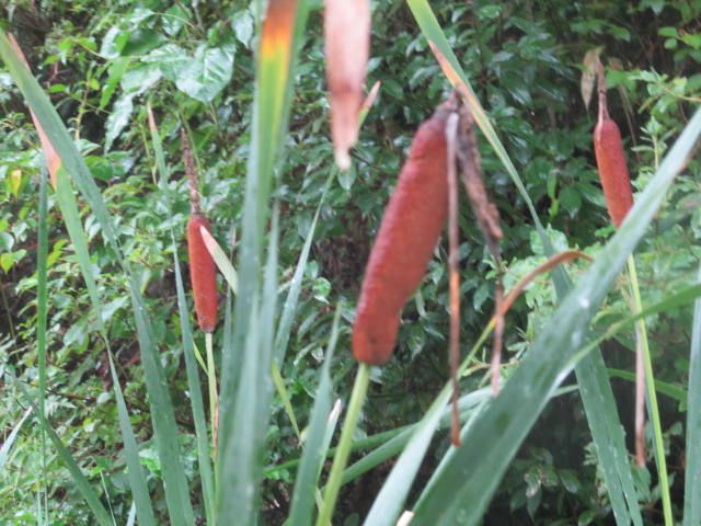 雨にぬれる野草たち　５