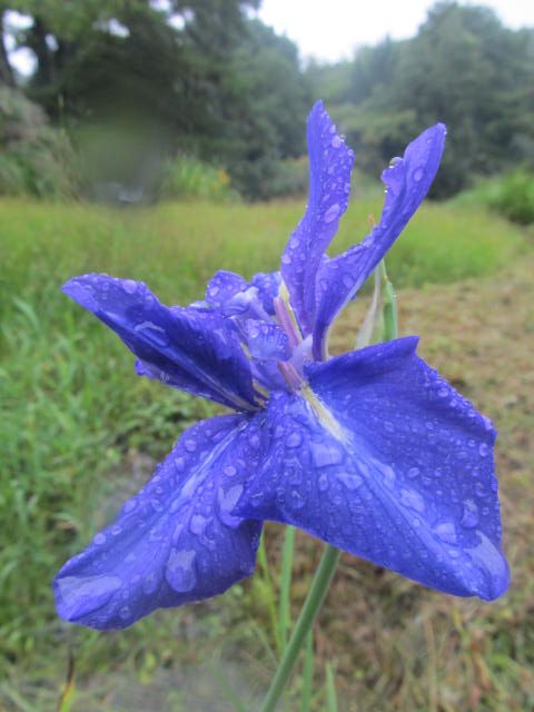 雨にぬれる野草たち　５